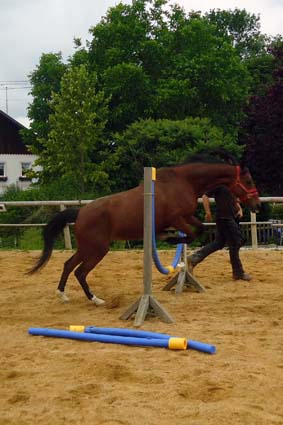EQUUS TRAINING